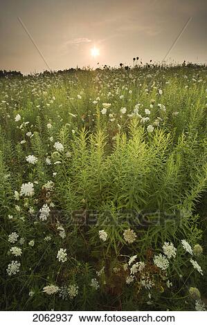 Field Of Wildflowers - Mel Swart-Lake Gibson Conservation Area - Thorold, Ontario, Canada View Large Photo Image Stock Photo - Field Of Wildflowers - Mel Swart-Lake Gibson Conservation Area - Thorold, Ontario, Canada. Fotosearch