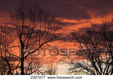 Fiery red dramatic sky with silhouetted tree branches at sunrise; Calgary alberta canada View Large Photo Image Stock Photo - Fiery red dramatic sky with silhouetted tree branches at sunrise; Calgary alberta canada. Fotosearch