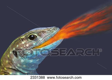 Stock Photo - Fire-breathing rainbow lizard; British columbia canada. Fotosearch