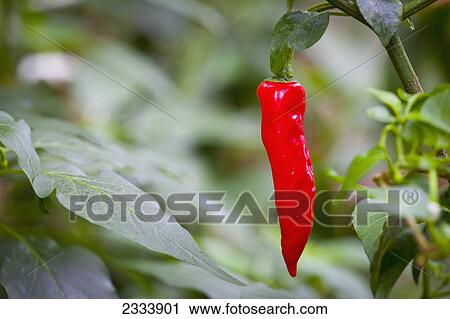 Fire red chili on the plant; Tropenhaus Wolhusen, Switzerland View Large Photo Image Stock Image - Fire red chili on the plant; Tropenhaus Wolhusen, Switzerland. Fotosearch