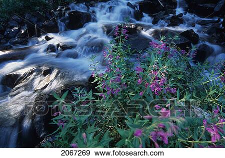 Fireweed Blowing In The Wind Next To Alpine Stream, Bugaboos, East Kootenays, B. C. View Large Photo Image Stock Photo - Fireweed Blowing In The Wind Next To Alpine Stream, Bugaboos, East Kootenays, B. C.. Fotosearch