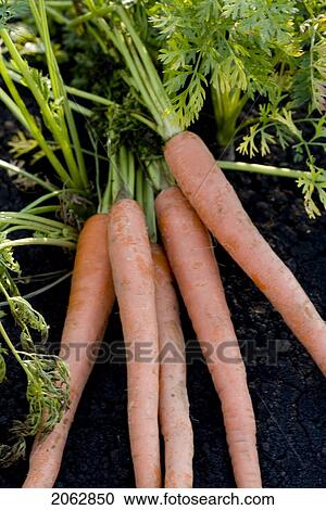 Five Carrots In Organic Garden, Manitoba, Canada View Large Photo Image Stock Image - Five Carrots In Organic Garden, Manitoba, Canada. Fotosearch