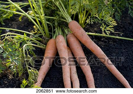 Five Carrots In Organic Garden, Manitoba, Canada View Large Photo Image Stock Image - Five Carrots In Organic Garden, Manitoba, Canada. Fotosearch