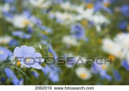 Flax And Daisies In Wildflower Garden, Cochrane, Alberta View Large Photo Image Stock Photo - Flax And Daisies In Wildflower Garden, Cochrane, Alberta. Fotosearch