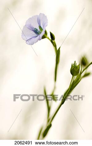 Stock Image - Flax Blossoms, Saskatchewan, Canada. Fotosearch