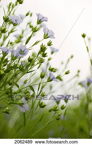 Stock Photo - Flax Blossoms, Saskatchewan, Canada. Fotosearch