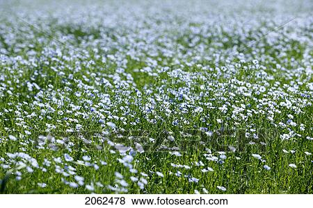 Flax Field In Bloom, Saskatchewan, Canada View Large Photo Image Stock Photo - Flax Field In Bloom, Saskatchewan, Canada. Fotosearch