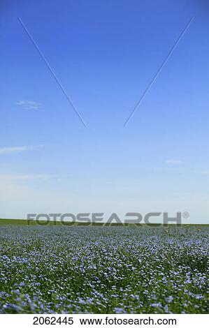 Stock Photography - Flax Field In Bloom, Saskatchewan, Canada. Fotosearch