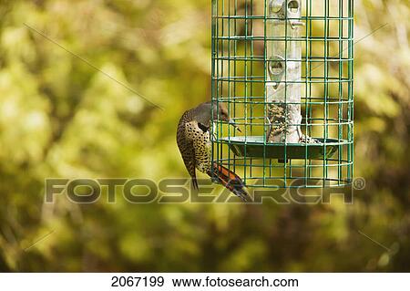Stock Photo - Flicker Sneaking Food From A Birdfeeder, West Vancouver, B. C.. Fotosearch