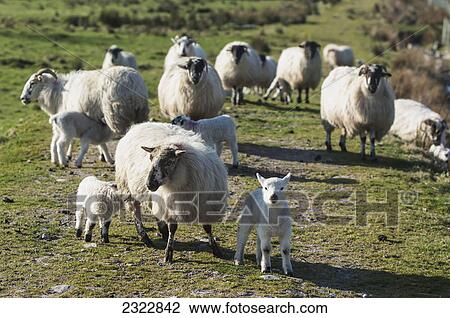Flock of sheep and lambs near cloonaghlin lough; Iveragh peninsula county kerry ireland View Large Photo Image Stock Image - Flock of sheep and lambs near cloonaghlin lough; Iveragh peninsula county kerry ireland. Fotosearch