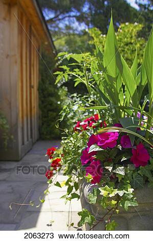 Stock Image - Flower Planter On Stone Patio, Canada, Ontario. Fotosearch