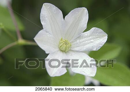 Stock Image - Flower, Poland. Fotosearch