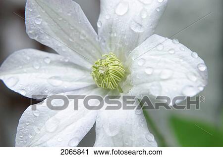 Flower, Poland View Large Photo Image Stock Image - Flower, Poland. Fotosearch