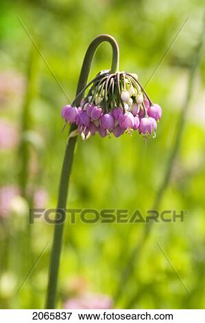 Flower, Poland View Large Photo Image Stock Photo - Flower, Poland. Fotosearch