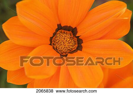 Flower, Poland View Large Photo Image Stock Photo - Flower, Poland. Fotosearch