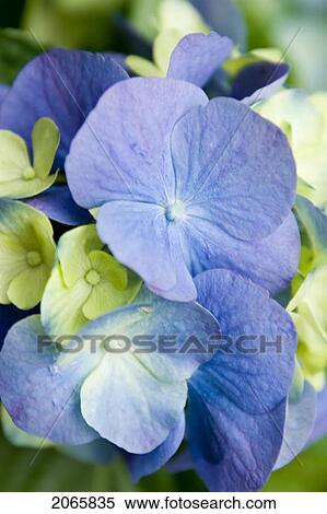Stock Photography - Flower, Poland. Fotosearch