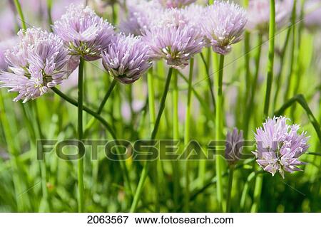 Stock Photo - Flowering Clover; Canada, Manitoba, Riding Mountain National Park. Fotosearch