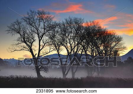 Fog over a field and trees with the alps in the background at sunset; Locarno ticino switzerland View Large Photo Image Stock Photography - Fog over a field and trees with the alps in the background at sunset; Locarno ticino switzerland. Fotosearch