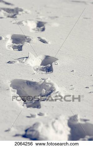 Stock Photograph - Footprints In The Snow, Burlington, Ontario. Fotosearch