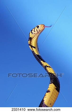 Stock Image - Forest cobra (naja melanoleuca) against a blue background; British columbia canada. Fotosearch
