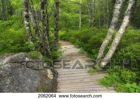 Picture - Forest Floor Details And Hiking Details - Port L'hebert Pocket Wilderness Park, Nova Scotia. Fotosearch
