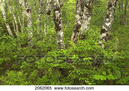 Stock Photography - Forest Floor Details - Port L'hebert Pocket Wilderness Park, Nova Scotia. Fotosearch