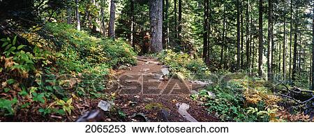 Stock Image - Forest Panorama, Whistler, Bc, Canada. Fotosearch