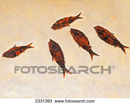 Stock Image - Fossilized fish; British columbia canada. Fotosearch