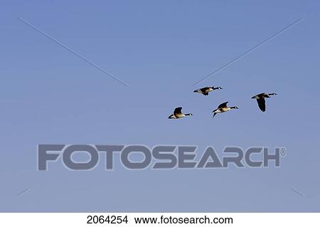 Four Canadian Geese In Flight Across A Blue Sky, Burlington, Ontario. View Large Photo Image Picture - Four Canadian Geese In Flight Across A Blue Sky, Burlington, Ontario.. Fotosearch