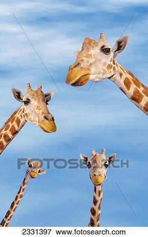 Four giraffes looking downward; Africa View Large Photo Image Stock Photo - Four giraffes looking downward; Africa. Fotosearch