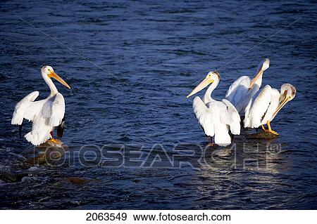 Four Pelicans Standing On Rocks In Water; Canada, Alberta View Large Photo Image Stock Photo - Four Pelicans Standing On Rocks In Water; Canada, Alberta. Fotosearch