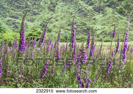 Foxgloves in the forest; County kerry ireland View Large Photo Image Stock Photography - Foxgloves in the forest; County kerry ireland. Fotosearch
