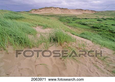 Fragile Grass Holds Sand Dunes In Place, Pei Nat'l Pk View Large Photo Image Stock Image - Fragile Grass Holds Sand Dunes In Place, Pei Nat'l Pk. Fotosearch
