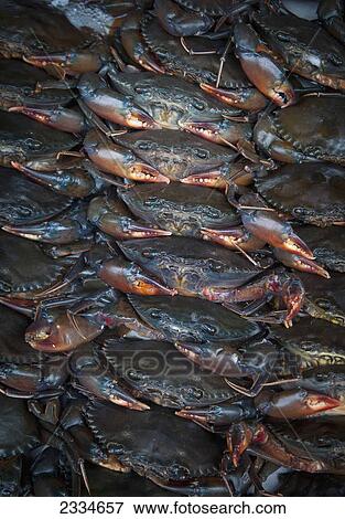 Fresh crabs in a pile; Hue, Vietnam View Large Photo Image Stock Photo - Fresh crabs in a pile; Hue, Vietnam. Fotosearch