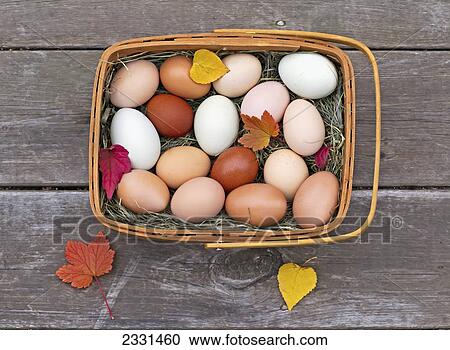 Fresh eggs in a basket on an old porch in autumn; Palmer alaska united states of america View Large Photo Image Stock Image - Fresh eggs in a basket on an old porch in autumn; Palmer alaska united states of america. Fotosearch