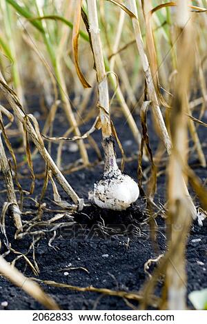 Stock Image - Fresh Garlic, Organic Garden, Manitoba, Canada. Fotosearch