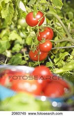 Fresh Tomatoes In Backyard Garden, Winnipeg, Canada View Large Photo Image Stock Photography - Fresh Tomatoes In Backyard Garden, Winnipeg, Canada. Fotosearch