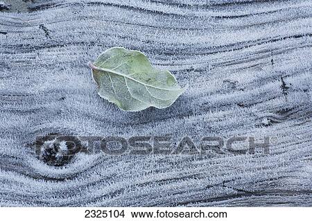 Frost covered log and leaf along mackenzie beach at sunrise; Tofino british columbia canada View Large Photo Image Picture - Frost covered log and leaf along mackenzie beach at sunrise; Tofino british columbia canada. Fotosearch