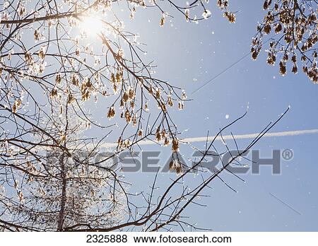 Stock Photo - Frosted branches against a bright blue sky and jet stream; Parkland county alberta canada. Fotosearch