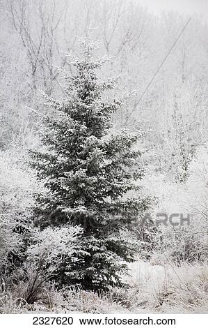 Stock Image - Frosted evergreen tree with frosted bushes and trees; Calgary alberta canada. Fotosearch