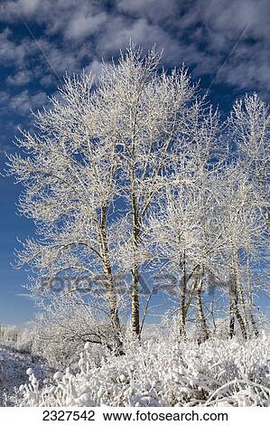 Stock Image - Frosted group of trees on a snow covered hillside with blue sky and clouds; Calgary alberta canada. Fotosearch