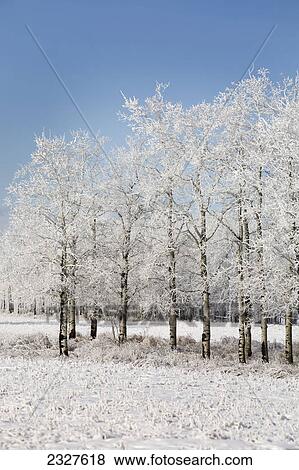 Frosted row of trees in a snow covered field with blue sky; Alberta canada View Large Photo Image Stock Photo - Frosted row of trees in a snow covered field with blue sky; Alberta canada. Fotosearch