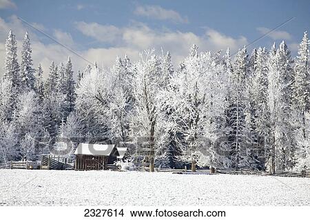 Frosted trees in a snow covered field with a snow covered barn and blue sky and clouds; Alberta canada View Large Photo Image Picture - Frosted trees in a snow covered field with a snow covered barn and blue sky and clouds; Alberta canada. Fotosearch