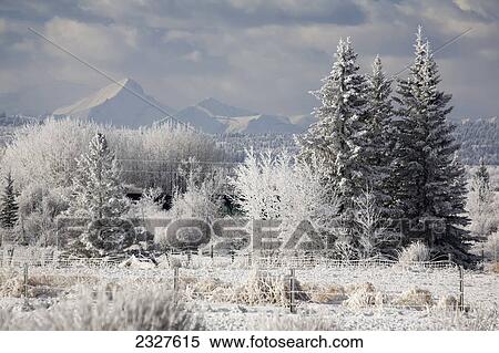 Frosted trees with snow covered mountains in the background and clouds; Alberta canada View Large Photo Image Stock Photography - Frosted trees with snow covered mountains in the background and clouds; Alberta canada. Fotosearch