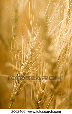Full Frame Of Heads Of Wheat, Saskatchewan, Canada View Large Photo Image Stock Photograph - Full Frame Of Heads Of Wheat, Saskatchewan, Canada. Fotosearch