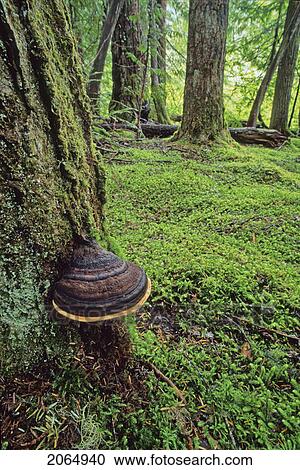 Fungus Grows On The Side Of Fir Tree, Mossy Forest Floor, Whistler, B. C. View Large Photo Image Stock Image - Fungus Grows On The Side Of Fir Tree, Mossy Forest Floor, Whistler, B. C.. Fotosearch