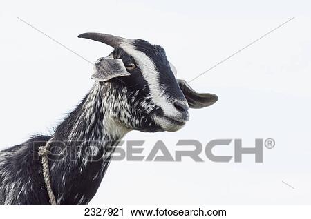 Stock Image - Funny looking goat and a cloudy sky background; Nepal. Fotosearch