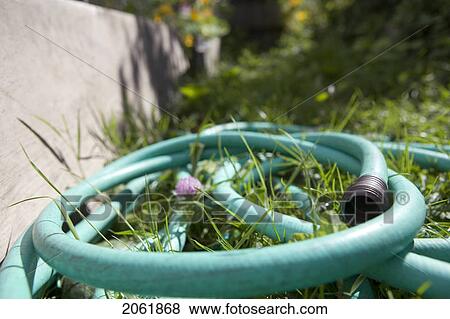 Garden Hose, Cypress Street Community Garden, Vancouver, Bc View Large Photo Image Stock Photo - Garden Hose, Cypress Street Community Garden, Vancouver, Bc. Fotosearch