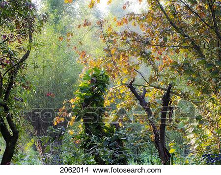 Picture - Garden In Geraardsbergen, Belgium. Fotosearch