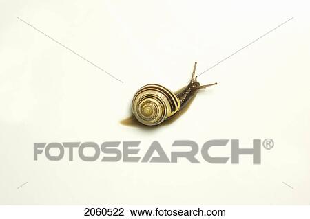 Garden Snail, Ontario View Large Photo Image Stock Image - Garden Snail, Ontario. Fotosearch